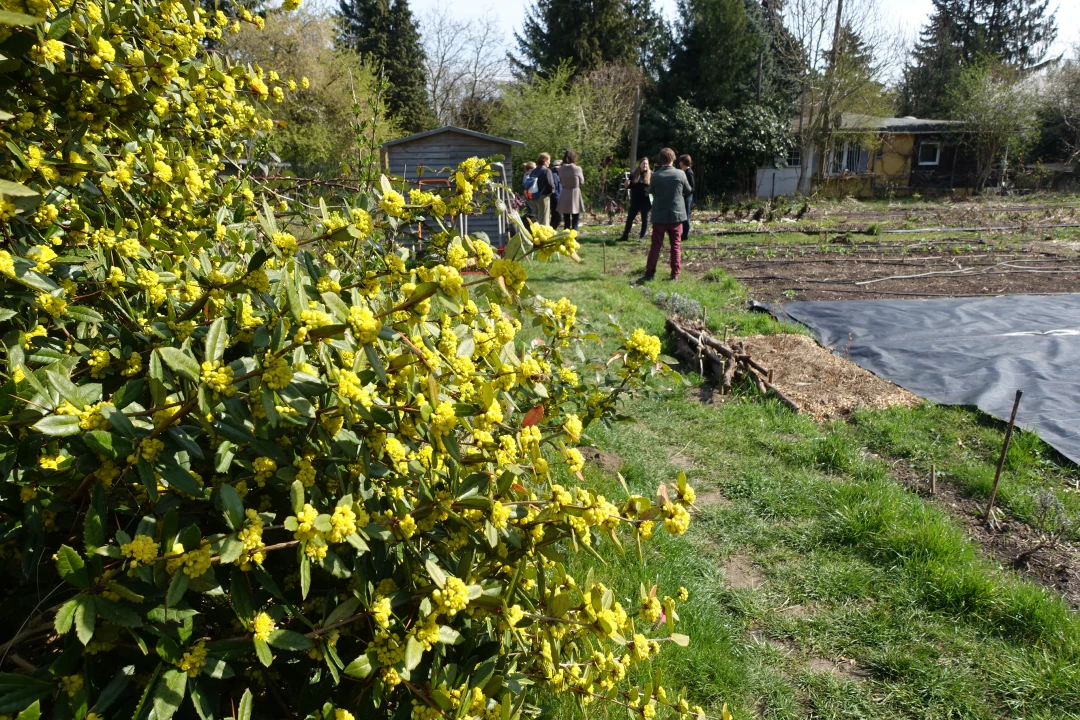 Gemüsehelden Frankfurt Main